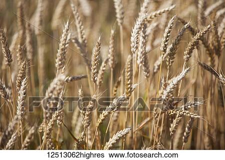 Close-up of golden wheat growing in a field; Milton, Ontario, Canada View Large Photo Image Stock Photograph - Close-up of golden wheat growing in a field; Milton, Ontario, Canada. Fotosearch
