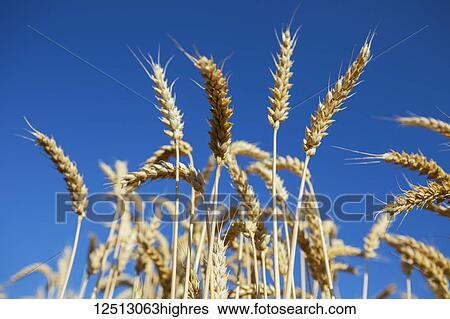 Close-up of golden wheat growing against a blue sky; Milton, Ontario, Canada View Large Photo Image Stock Photograph - Close-up of golden wheat growing against a blue sky; Milton, Ontario, Canada. Fotosearch