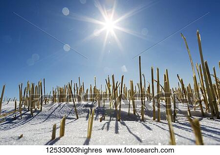 Close-up of grain stubble in a snow-covered field with a sunburst and blue sky; Alberta, Canada View Large Photo Image Stock Photograph - Close-up of grain stubble in a snow-covered field with a sunburst and blue sky; Alberta, Canada. Fotosearch