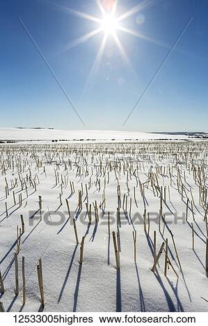 Stock Photograph - Close-up of grain stubble in a snow-covered field with a sunburst and blue sky; Alberta, Canada. Fotosearch