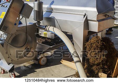 Stock Photograph - Close up of grape separating machinery at a vineyard; Shefford, Quebec, Canada. Fotosearch