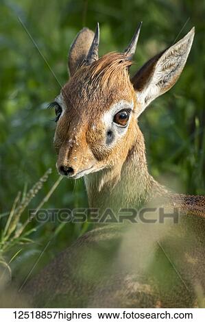 Close-up of Kirk's dik-dik (Madoqua kirkii) looking back over shoulder, Tarangire National Park; Tanzania View Large Photo Image Stock Photograph - Close-up of Kirk's dik-dik (Madoqua kirkii) looking back over shoulder, Tarangire National Park; Tanzania. Fotosearch