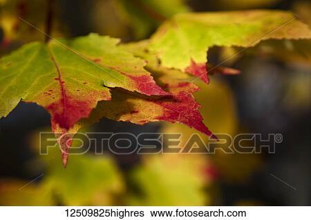Stock Photograph - Close-up of leaves transforming to autumn colours from green to red, White Mountains National Forest; New England, United States of America. Fotosearch