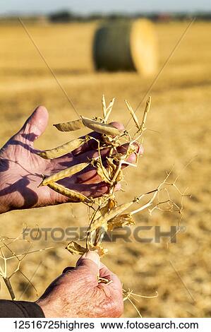 Stock Photograph - Close-up of male hands holding a dried pea plant in a field with a round bale of hay in the background; Alberta, Canada. Fotosearch