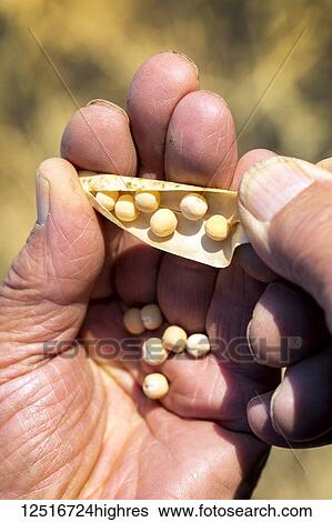 Stock Photograph - Close-up of male hands opening a dried pea pod with peas; Alberta, Canada. Fotosearch