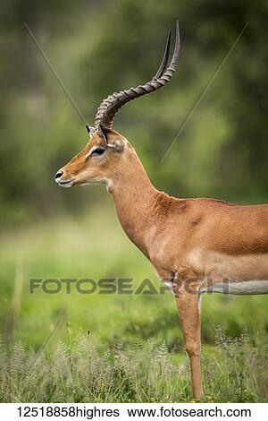 Stock Photograph - Close-up of male impala (Aepyceros melampu) standing in profile, Serengeti National Park; Tanzania. Fotosearch