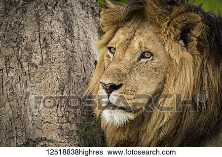 Stock Photograph - Close-up of male lion (panthera leo) by tree trunk; Tanzania. Fotosearch