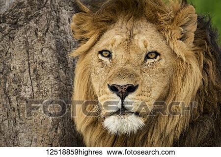 Stock Photograph - Close-up of male lion (panthera Leo) alongside scratched tree, Serengeti National Park; Tanzania. Fotosearch