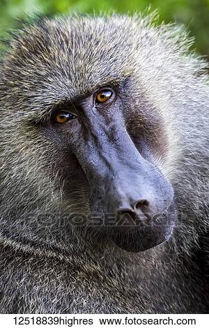 Stock Photograph - Close-up of male olive baboon (Papio anubis) looking at the camera; Tanzania. Fotosearch