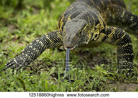 Stock Photograph - Close-up of monitor lizard (Varanus varius) with tongue out, Tarangire National Park; Tanzania. Fotosearch