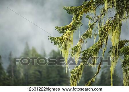 Stock Photograph - Close-up of moss hanging from tree branches, Great Bear Rainforest; Hartley Bay, British Columbia, Canada. Fotosearch