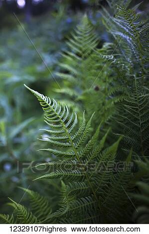 Stock Photograph - Close-up of new ferns; Alaska, United States of America. Fotosearch
