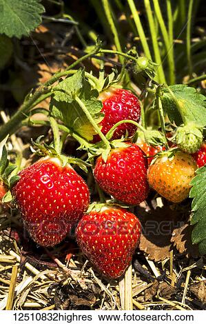 Stock Photograph - Close-up of ripe strawberries on the plant; Vineland, Ontario, Canada. Fotosearch