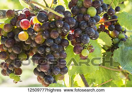 Stock Photograph - Close-up of ripening grapes hanging from the vines backlit by the sunlight; Waupoos, Ontario, Canada. Fotosearch