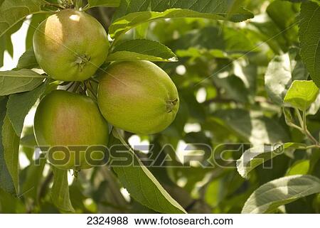 Close-up of Royal Gala apples reaching maturity on apple tree; Vernon, British Columbia, Canada View Large Photo Image Stock Photo - Close-up of Royal Gala apples reaching maturity on apple tree; Vernon, British Columbia, Canada. Fotosearch