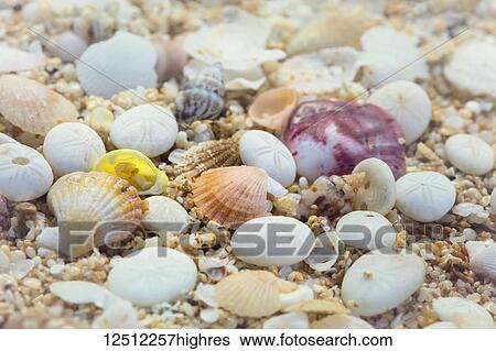 Stock Photograph - Close-up of seashells and sand; Makena, Maui, Hawaii, United States of America. Fotosearch