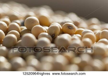 Stock Photograph - Close-up of soybeans (Glycine max); Minnesota, United States of America. Fotosearch