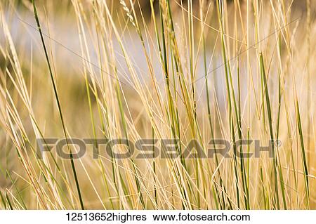 Stock Photograph - Close-up of tall grass growing in gold and green; Naramata, British Columbia, Canada. Fotosearch