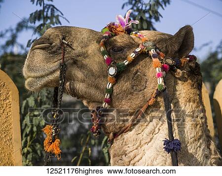 Close-up of the decorated head of a camel; Jaisalmer, Rajasthan, India View Large Photo Image Stock Photograph - Close-up of the decorated head of a camel; Jaisalmer, Rajasthan, India. Fotosearch