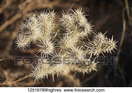 Close-up of the sharp spines on a cactus, Joshua Tree National Park; California, United States of America View Large Photo Image Stock Photograph - Close-up of the sharp spines on a cactus, Joshua Tree National Park; California, United States of America. Fotosearch