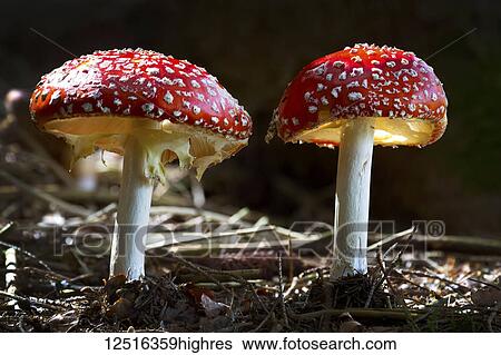 Stock Photograph - Close-up of toxic mushrooms, Amanita muscaria, dramatically illuminated by sunlight; Grainau, Bavaria, Germany. Fotosearch