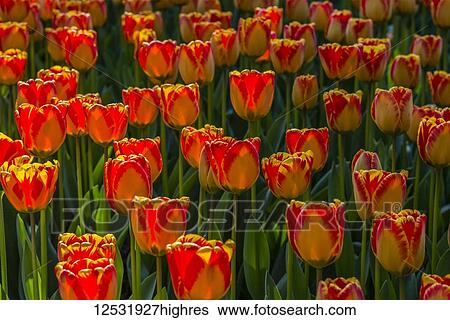 Stock Photograph - Close-up of tulips growing in a flower bed; Mount Vernon, Washington, United States of America. Fotosearch