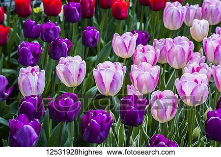 Stock Photograph - Close-up of tulips growing in a flower bed; Mount Vernon, Washington, United States of America. Fotosearch
