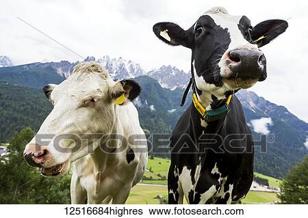 Stock Photograph - Close-up of two diary cows in an alpine meadow with snow-capped mountains in the background; San Candido, Bolzano, Italy. Fotosearch