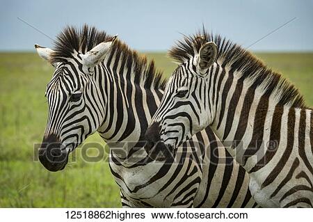 Close-up of two plains zebra (Equus quagga) standing side-by-side, Ngorongoro Crater; Tanzania View Large Photo Image Stock Photograph - Close-up of two plains zebra (Equus quagga) standing side-by-side, Ngorongoro Crater; Tanzania. Fotosearch