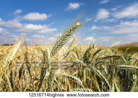 Close-up of unripe barley heads in a field with blue sky and clouds; Beiseker, Alberta, Canada View Large Photo Image Stock Photograph - Close-up of unripe barley heads in a field with blue sky and clouds; Beiseker, Alberta, Canada. Fotosearch