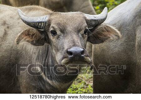 Stock Photograph - Close-up of Water Buffalo (Bubalus bubalis); Nongpet, Xiangkhouang, Laos. Fotosearch