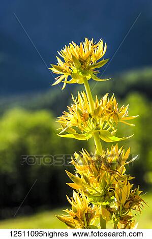 Stock Photograph - Close-up of yellow Gentian (Gentiana) blooming flowers, Swiss Val Ferret, Alps; La Fouly, Val Ferret, Switzerland. Fotosearch