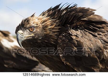 Stock Photograph - Close-up portrait of a Kazakh eagle; Ulaanbaatar, Ulaanbaatar, Mongolia. Fotosearch