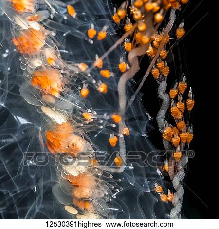 Stock Photograph - Close-up underwater photograph showing the tentacles and various organs of the putative Siphonophre species Agalma okeni taken during a blackwater (bluewater at night) scuba dive off the Kona Coast, the Big Island, Hawaii, during the summer; Island of.... Fotosearch
