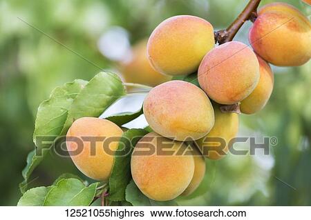 Close-up view of apricots growing on a tree, Palisade, Colorado, United States of America View Large Photo Image Stock Photograph - Close-up view of apricots growing on a tree, Palisade, Colorado, United States of America. Fotosearch