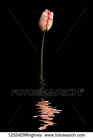 Stock Photograph - Closed pink and cream tulip reflected in water. Fotosearch