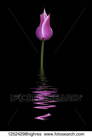 Closed purple and white tulip reflected in water View Large Photo Image Stock Photograph - Closed purple and white tulip reflected in water. Fotosearch
