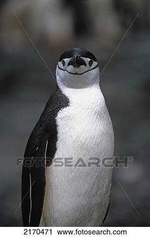Closeup Of Chinstrap Penguin Just Out Of The Water @ South Georgia Island Antarctic Summer View Large Photo Image Stock Image - Closeup Of Chinstrap Penguin Just Out Of The Water @ South Georgia Island Antarctic Summer. Fotosearch