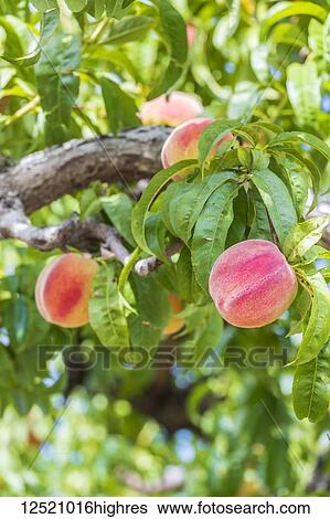 Stock Photograph - Closeup view of peaches growing on a tree, Palisade, Colorado, United States of America. Fotosearch