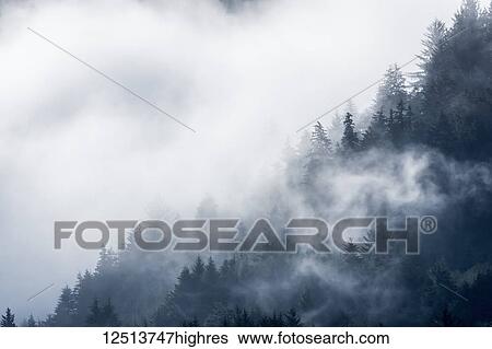 Stock Photograph - Clouds shroud the forest on a hillside in Siletz Bay National Wildlife Refuge; Lincoln City, Oregon, United States of America. Fotosearch