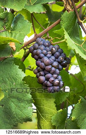 Stock Photograph - Cluster of purple grapes hanging from the vine; Caldaro, Bolzano, Italy. Fotosearch