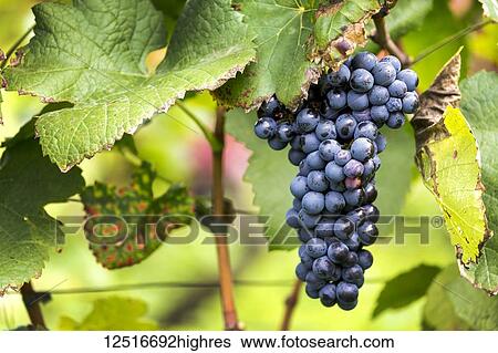 Stock Photograph - Cluster of purple grapes hanging from the vine; Caldaro, Bolzano, Italy. Fotosearch