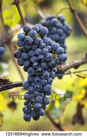 Stock Photograph - Cluster of purple grapes hanging from the vine; Caldaro, Bolzano, Italy. Fotosearch