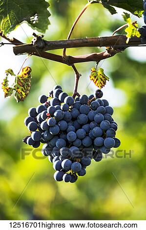 Stock Photograph - Cluster of purple grapes hanging from the vine; Caldaro, Bolzano, Italy. Fotosearch
