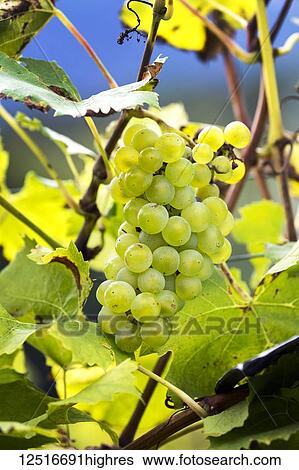Stock Photograph - Cluster of white grapes hanging from the vine; Caldaro, Bolzano, Italy. Fotosearch