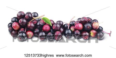 Stock Photograph - Clusters of elderberries on a white background. Fotosearch
