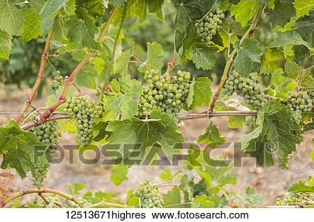 Stock Photograph - Clusters of green grapes growing on a vine; British Columbia, Canada. Fotosearch