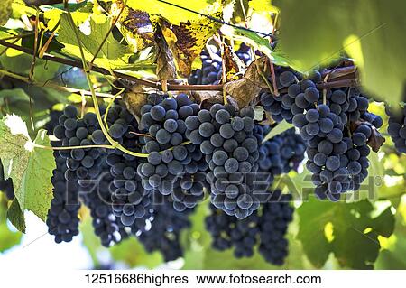 Stock Photograph - Clusters of purple grapes hanging from the vine; Caldaro, Bolzano, Italy. Fotosearch