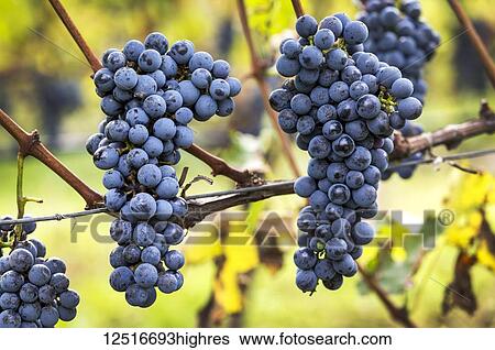 Stock Photograph - Clusters of purple grapes hanging from the vine; Caldaro, Bolzano, Italy. Fotosearch