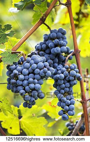 Stock Photograph - Clusters of purple grapes hanging from the vine; Caldaro, Bolzano, Italy. Fotosearch